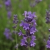 Lavandula angustifolia 'Siesta' -- Lavendel
